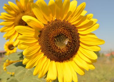 Țăranii, polenizatorii și agroecologia